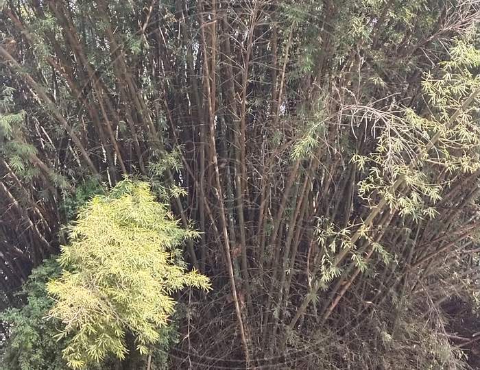 Bamboo Tree Forest