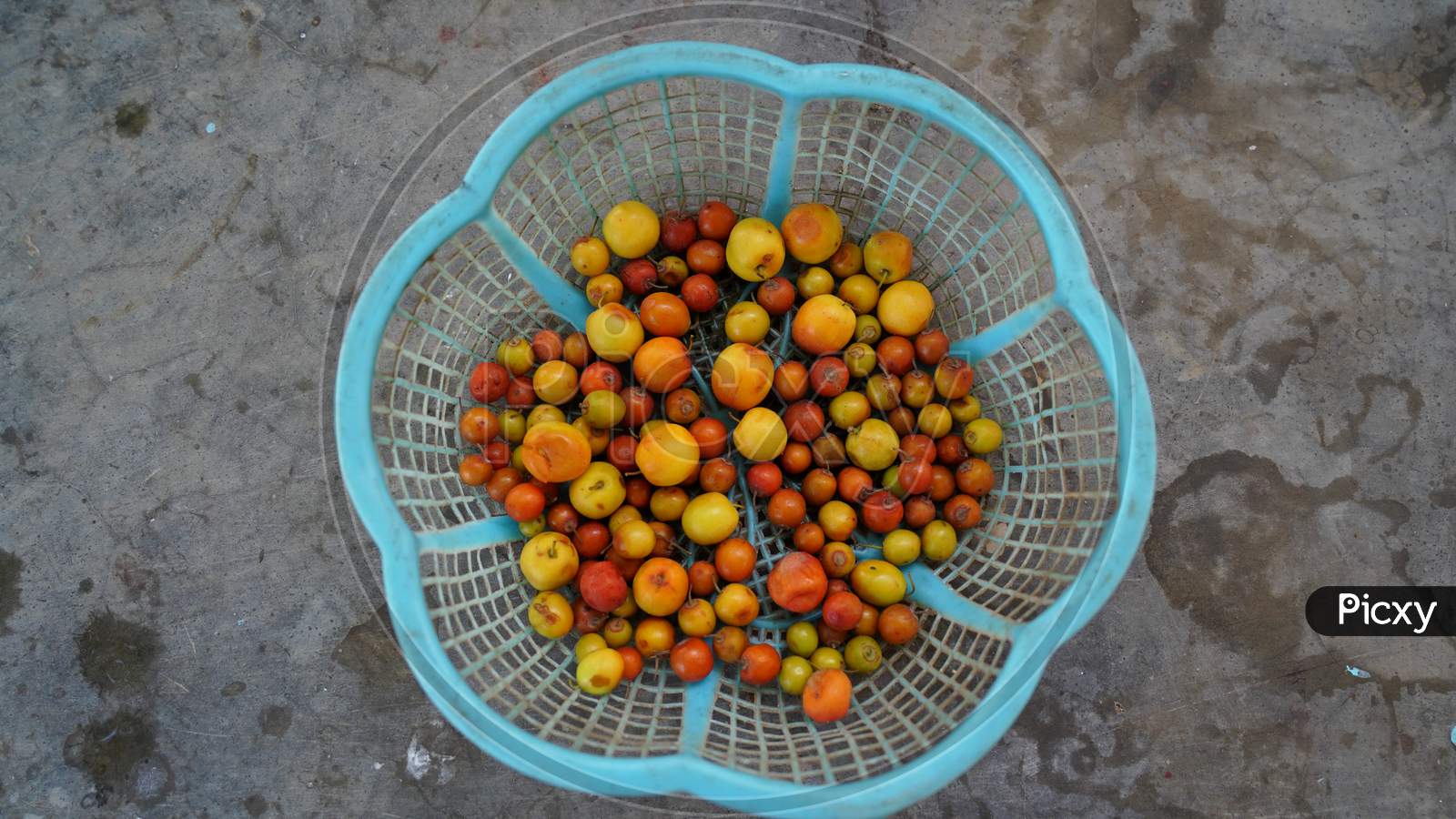 Red Yellow Ber Or Ziziphus Mauritiana Fruits Isolated On Plastic Basket. Ripen Fruits On The Cement Floor Ground.