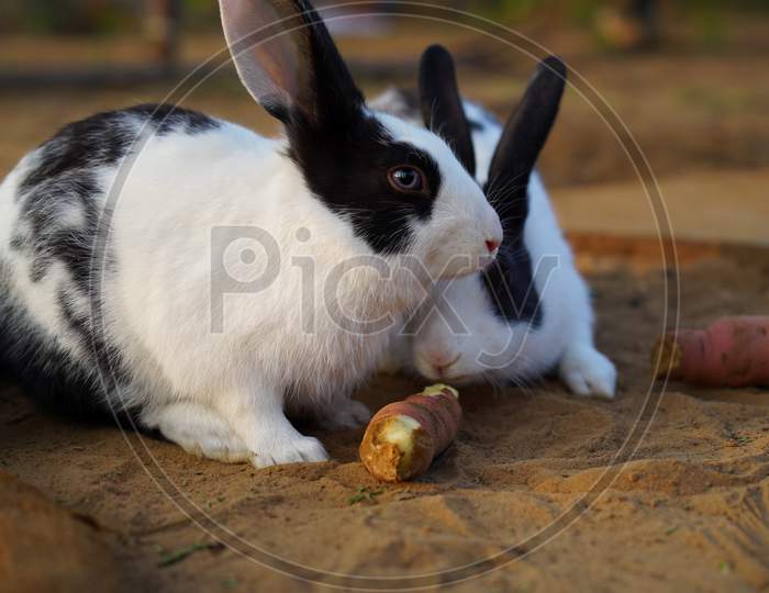Rabbit Eating Sweet Potato With Careful Position. Domestic Pet Animal Concept.