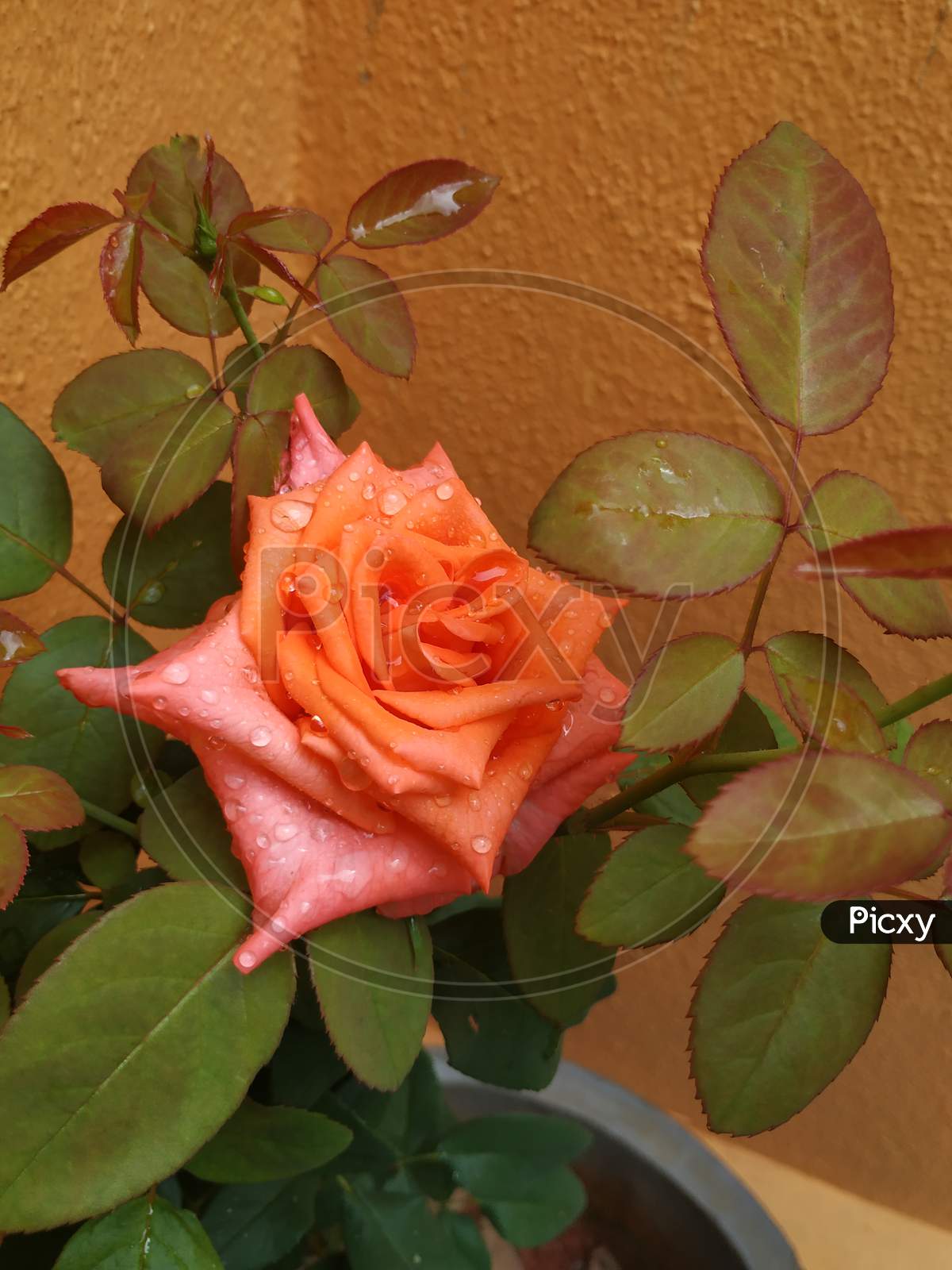 Beautiful Orange Color Rose Flower And Plant In A House Garden At Bangalore