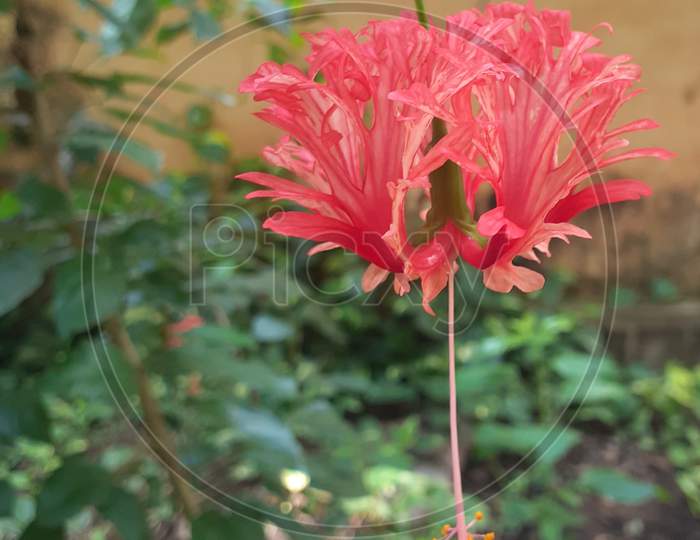 The beautiful red bell Hibiscus