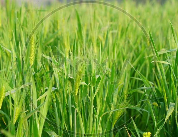 Growing Spelt Or Triticum Spelta, Also Known As Dinkel Wheat Or Hulled. Cereal. Grain Crop, Species Of The Genus Corn Triticum.