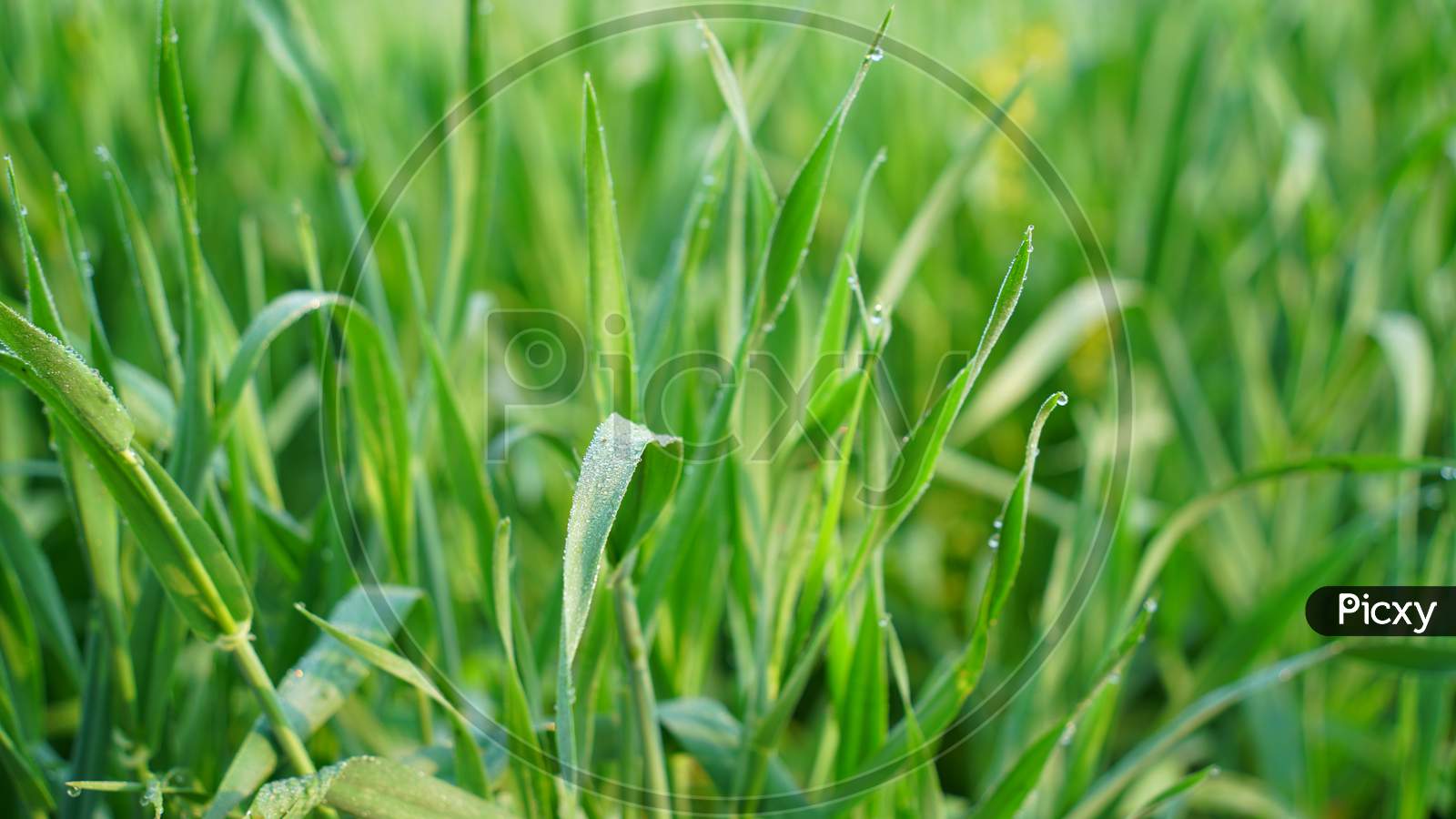 Stem Of Wheat Plants With Light Misty Fog On The Leaves. Growing Filament Or Triticale In The Agricultral Field.