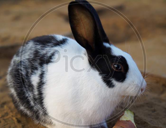 Beautiful White Long Eared Rabbit With Scary Mood. Rabbit With Long Ear And White Silky Fur.