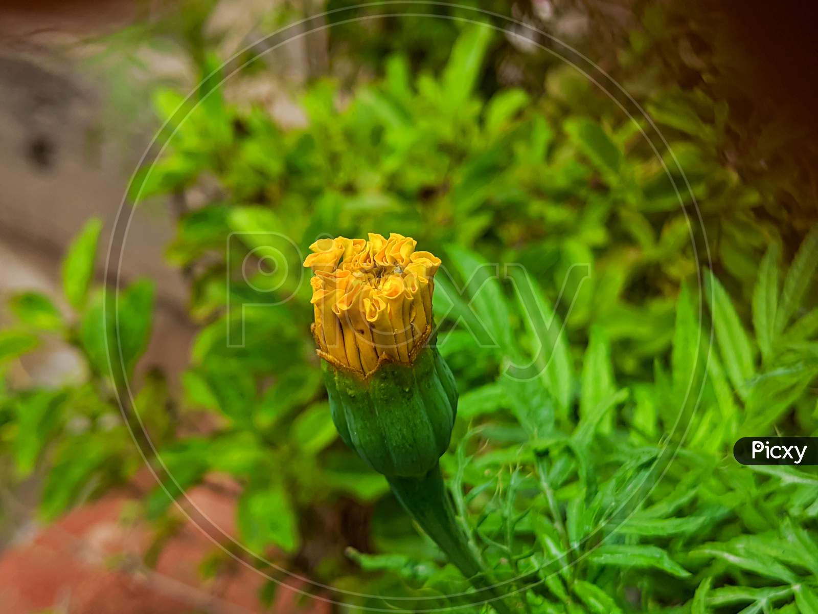 A yellow marigold bud macro