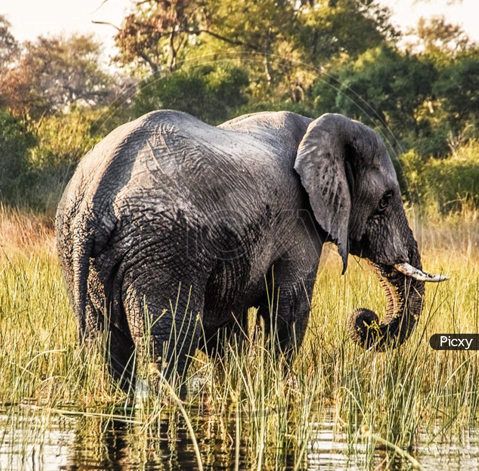 Beautiful pictures of Okavango Delta
