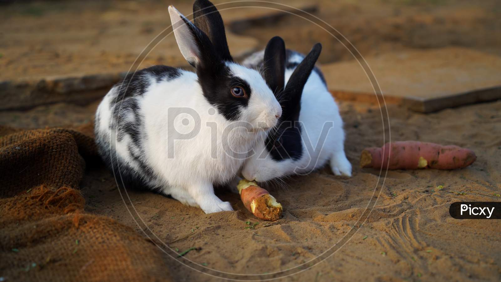 Two Cute And Innocent Rabbit Closeup With Black And White Spotted Line, Eating Grass And Vegetable In Morning Time.