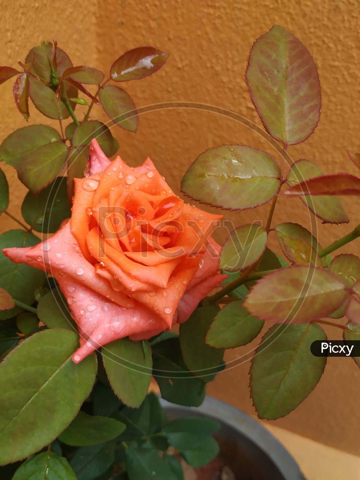 beautiful orange rose flowers