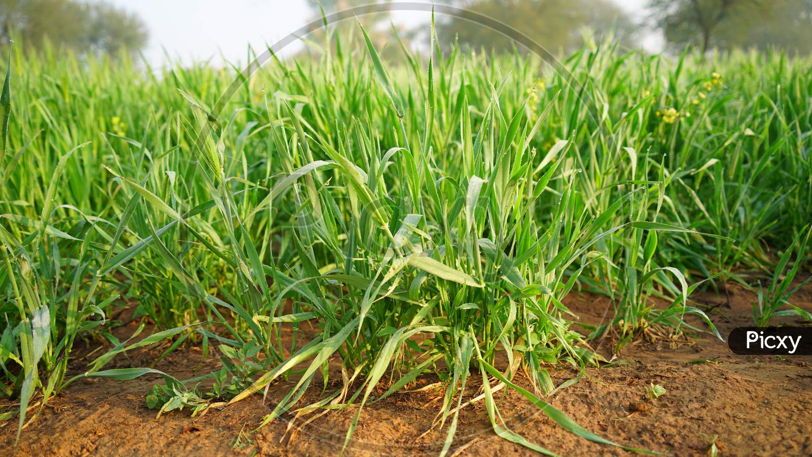 Green Leaves Or Plants Of Wheat Or Triticum With Dewdrops Leaves. Plant Flowering In Field.