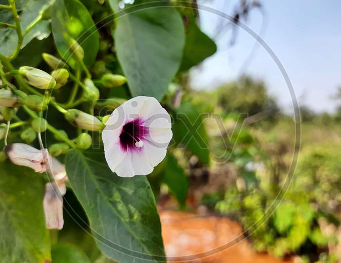 Beautiful white and Pink color morning glory flowers creeper plant in a nature background