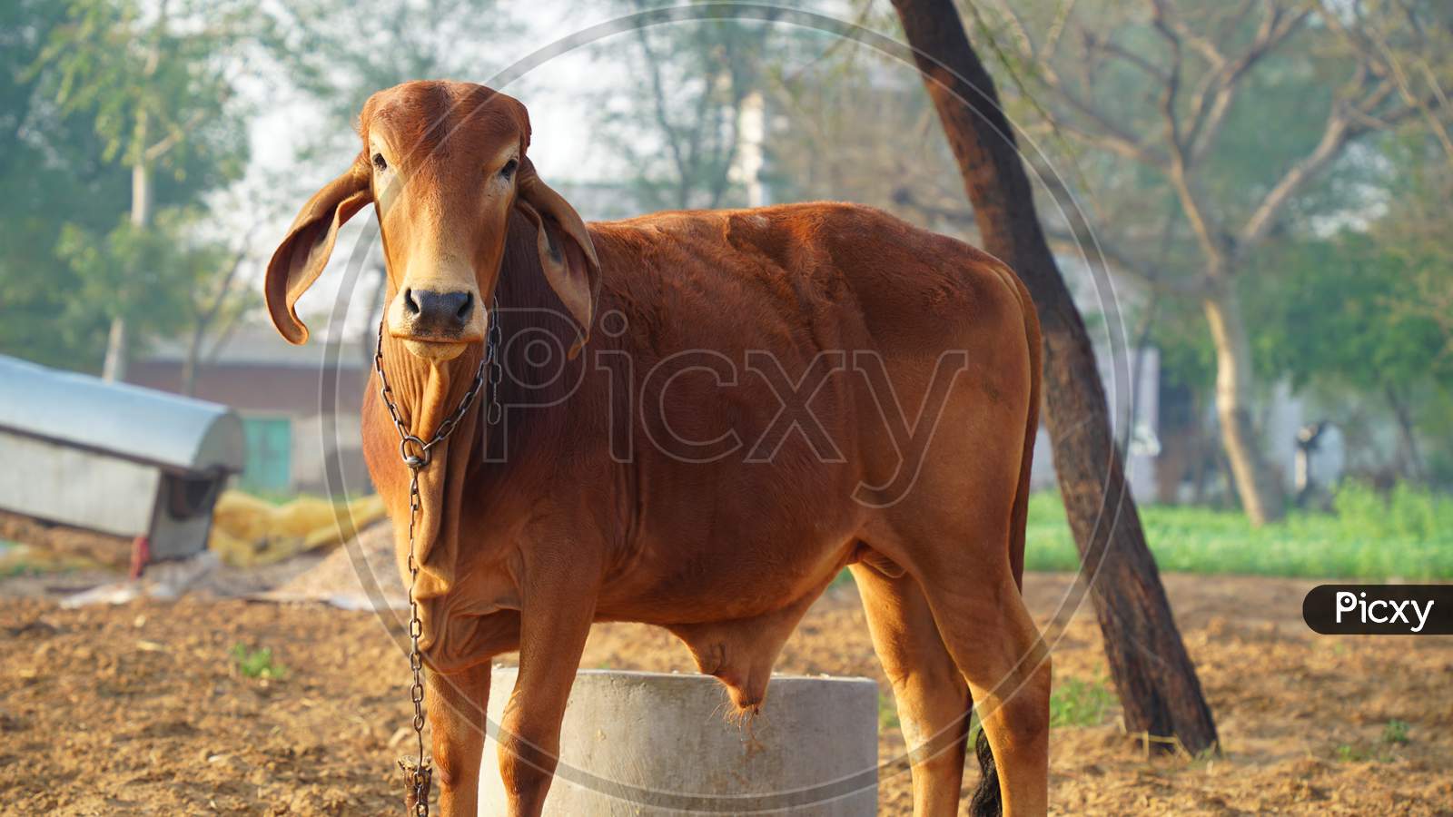 Indian Bull For Road Transportation In The Sunlight. Morning Time Hungry Bull Seeing For Feeding And Waiting His Owner.