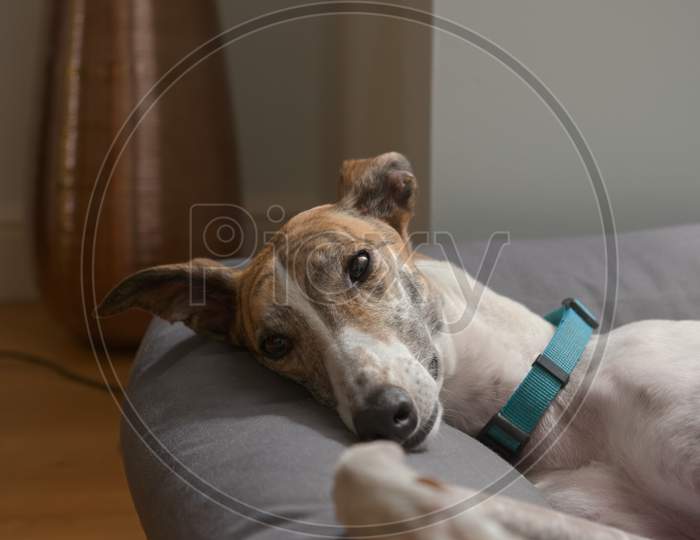 Big Pet Greyhound Flops On Her Dog Bed In A Warm Modern Setting