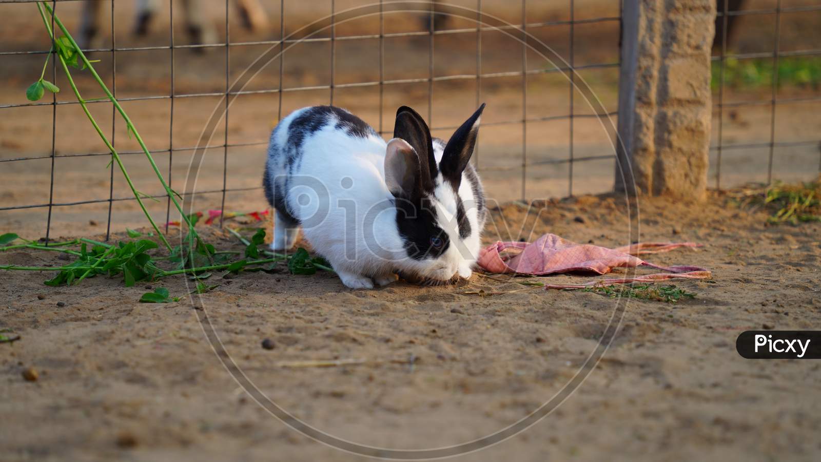 Adorable Closeup Of Two Black And White Color Rabbit Walking In Fence Or Iron Net.
