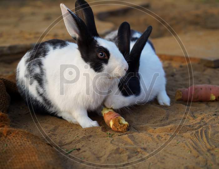 Two Cute And Innocent Rabbit Closeup With Black And White Spotted Line, Eating Grass And Vegetable In Morning Time.