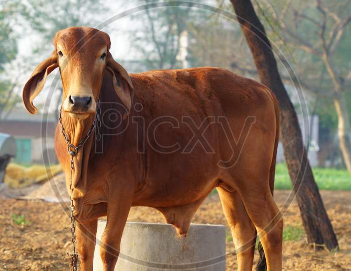 Indian Bull For Road Transportation In The Sunlight. Morning Time Hungry Bull Seeing For Feeding And Waiting His Owner.