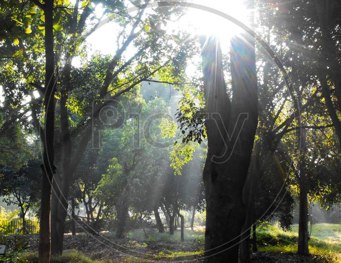 Sun Rays Passing Through The Trees In A Park
