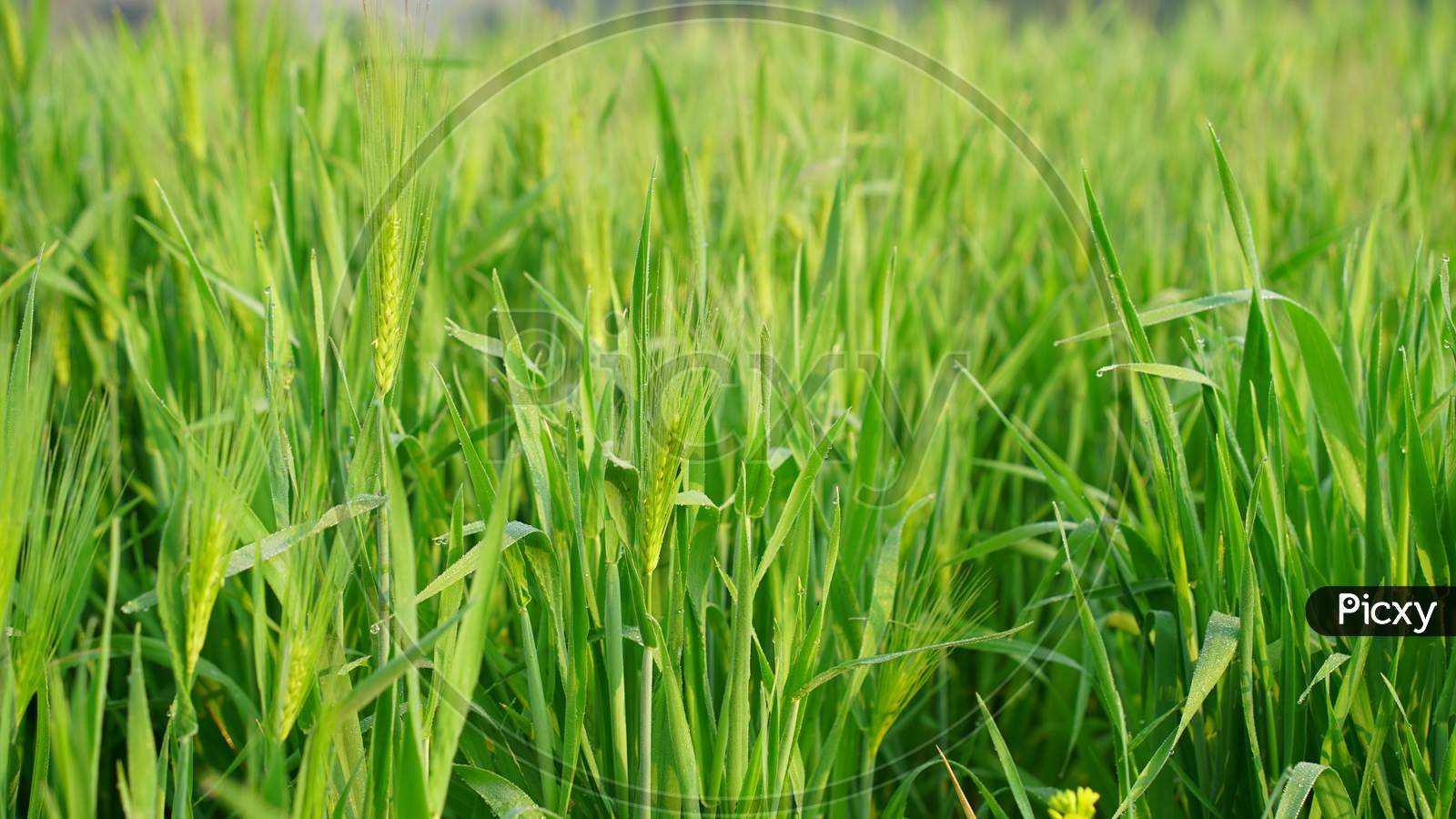 Growing Spelt Or Triticum Spelta, Also Known As Dinkel Wheat Or Hulled. Cereal. Grain Crop, Species Of The Genus Corn Triticum.
