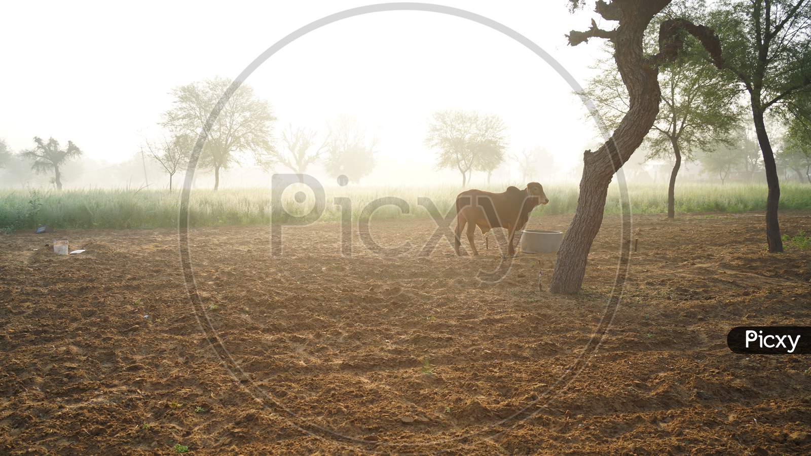 Brown Gir Indian Bull Closeup Shot In A Field With Winter Foggy Morning. Pets Animal Concept.