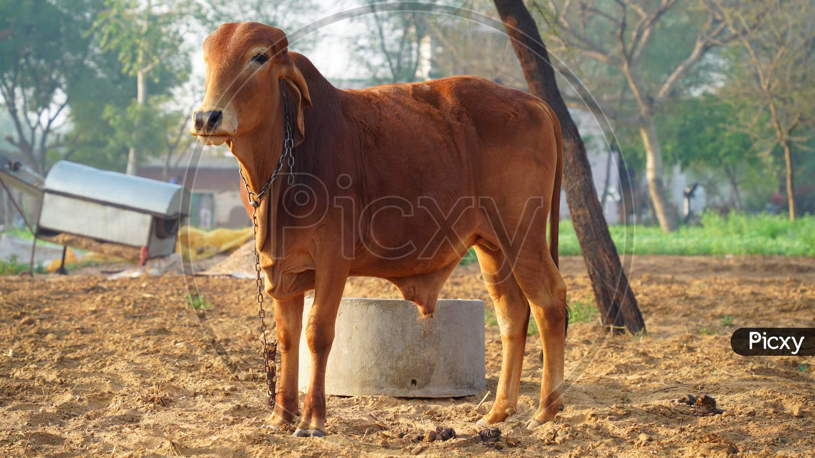 Bull In The Rest Position After Plowing The Field. Indian Bull Shaking Sunlight In Winter Season.