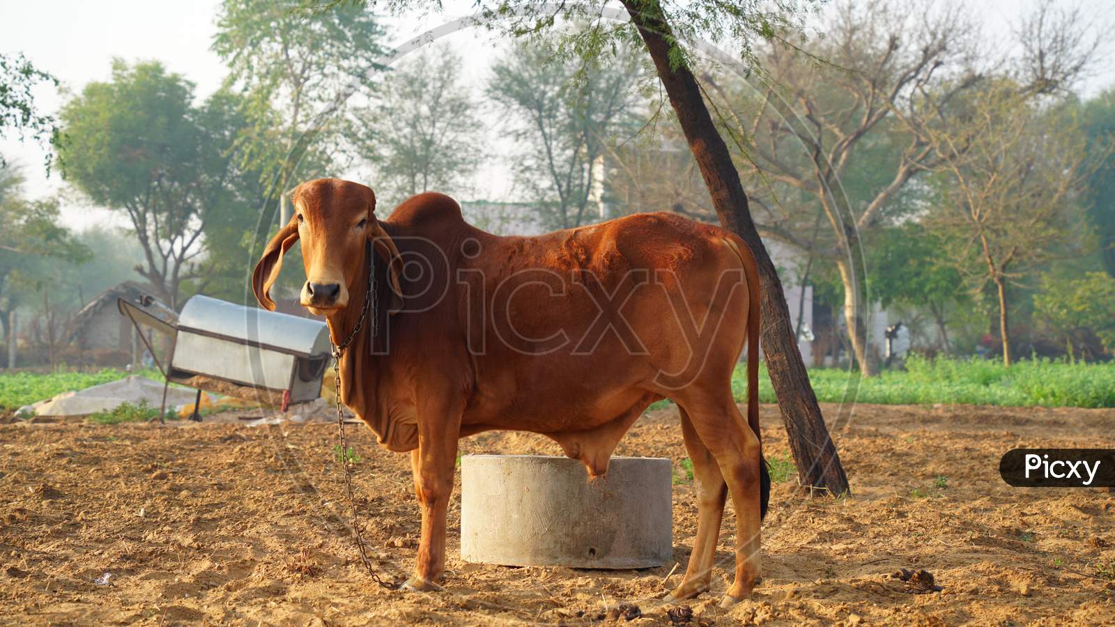 Hornless Brown Bull Closeup, Famous For Working Hard And Long Ear. Domestic Pet Animal Of Gujrat India.