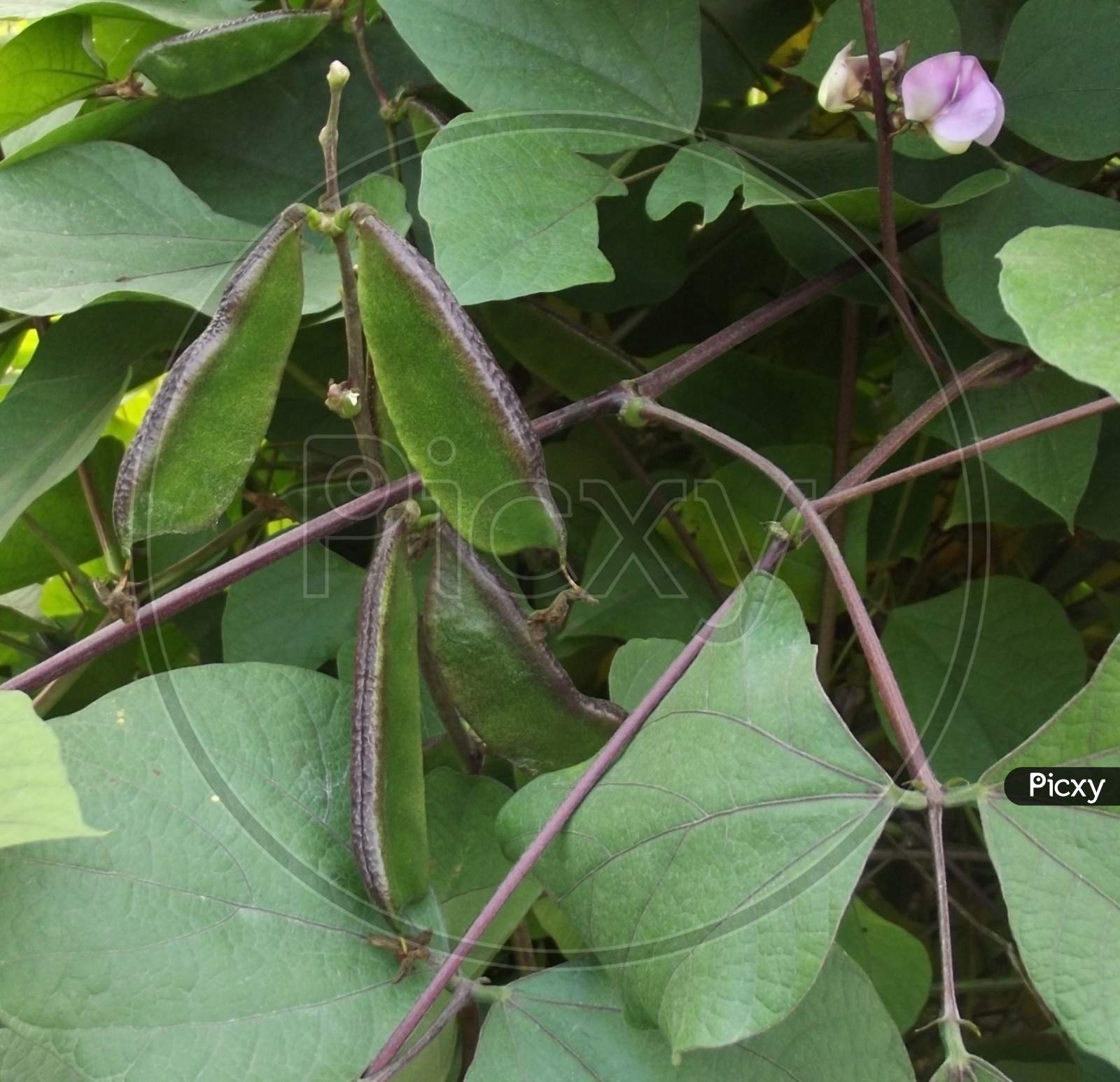 Flat beans plant or helda beans, romano beans, Phaseolus vulgaris `Helda` - healthy vegetable