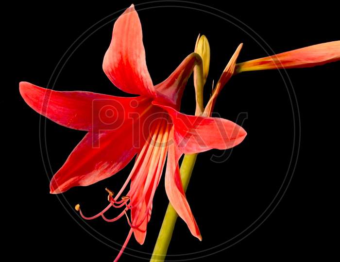 Red Jersey lily, Amaryllis belladonna, amaryllis lily black background, flower, bright red flower