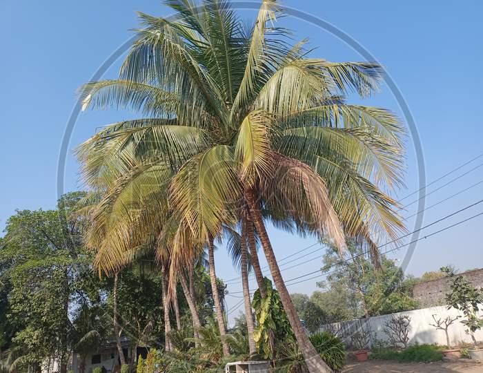 Gujarat coconut trees