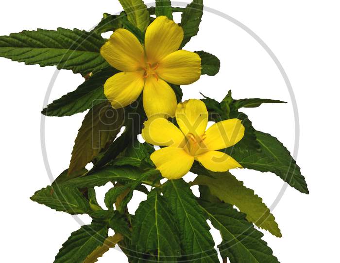 Yellow flower with green leaves on white background