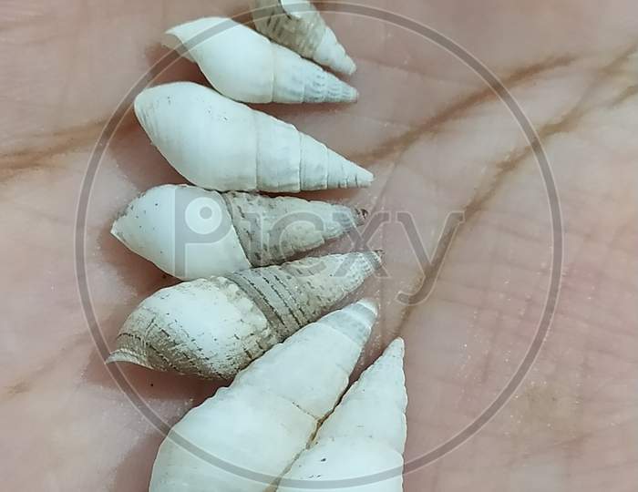 Beautiful white seashell of different shapes
