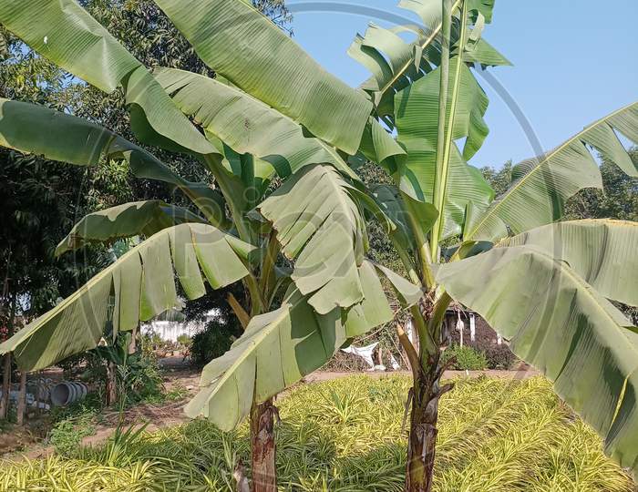 Banana seedlings Anand Guj