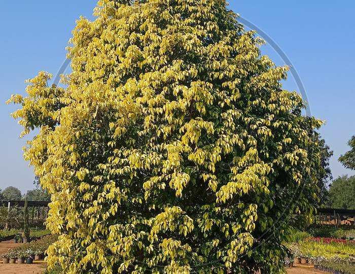 Yellow tree art plant