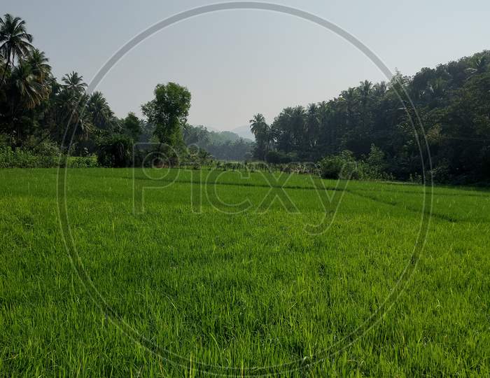 Nature Photography Rural South India