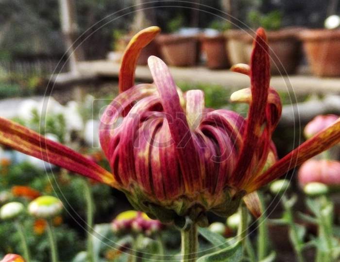 Chrysanthemum flower buds - closeup image background blurred  -  close up view