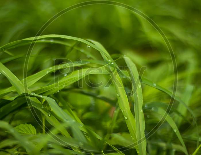 Grass Leaves With Dewdrops In The Morning Sunlight Greenery Plant
