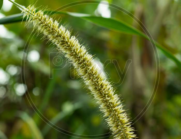 White Grass Catkin Flowers With Green Or Hazel Branch With Catkins