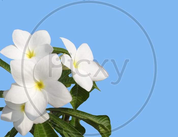 Beautiful full bloom white flower closeup image on blue background - closeup image