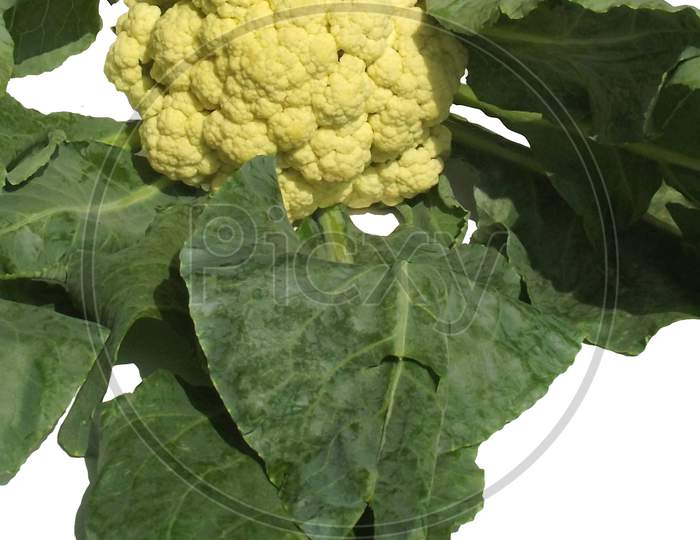 Cauliflower vegetable, Brassica oleracea var. botrytis - isolated image on white background
