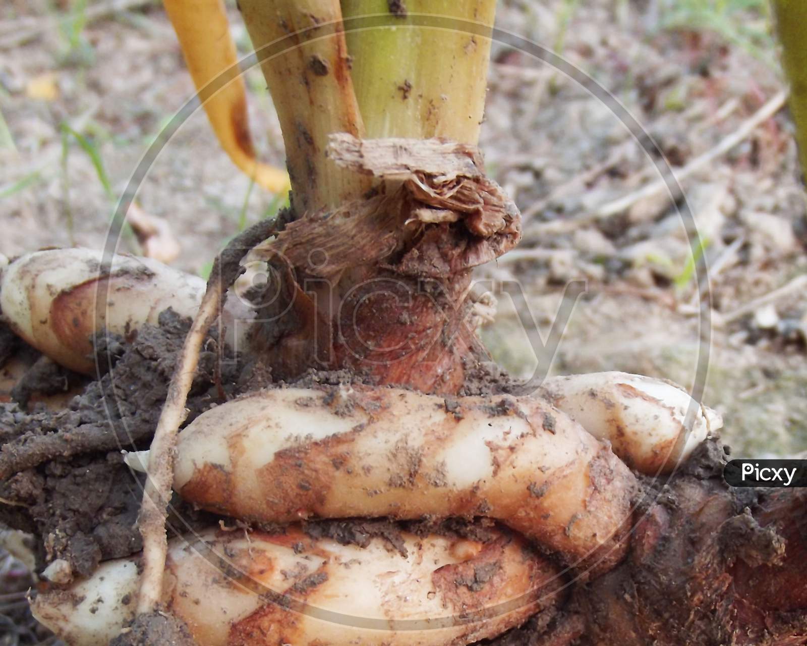 Raw turmeric root, Curcuma longa, herbal medicine, Ayurvedic medicine