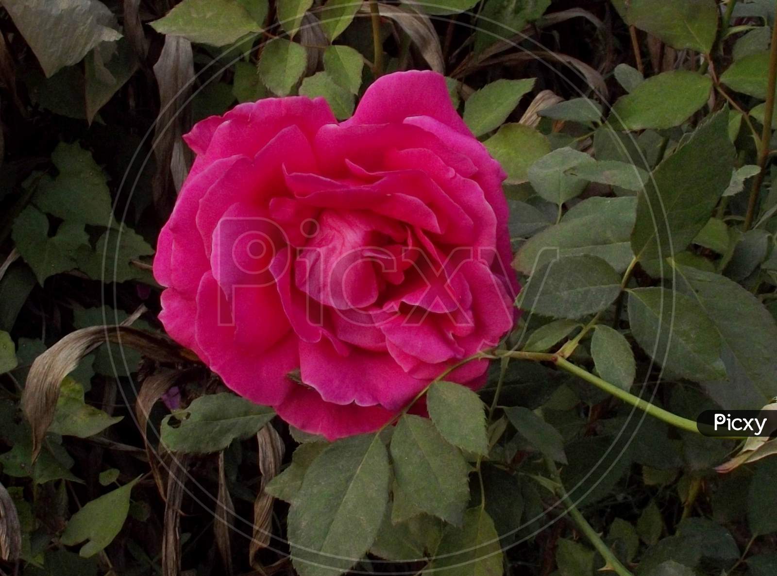 Beautiful colour flora floral garden gardening kitchen natural nature pink rosa rosaceae rose