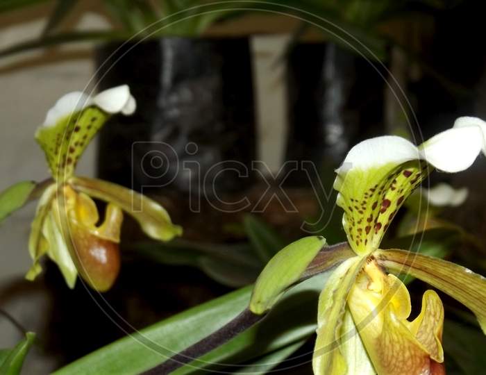 Beautiful Lady Slipper Orchid Paphiopedilum on blurred background specific focus on selective subject