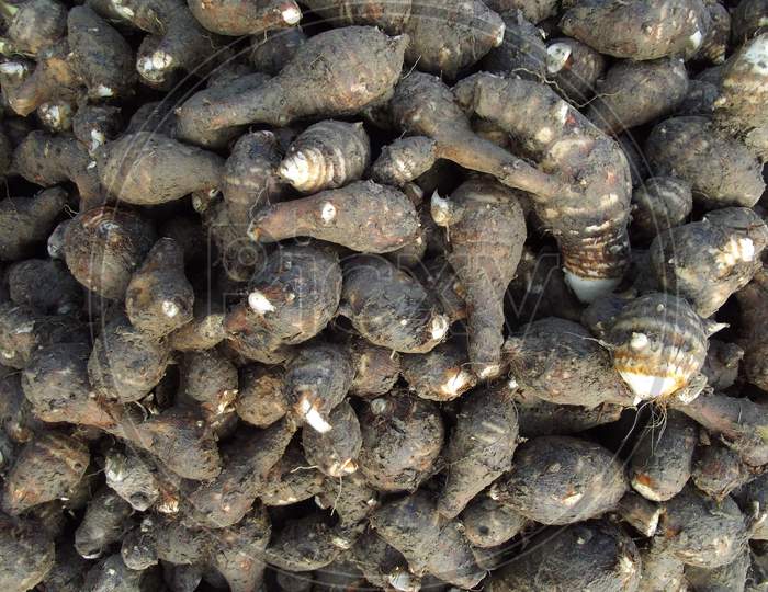 A close up picture of Colocasia esculenta - Taro root vegetable tropical plant