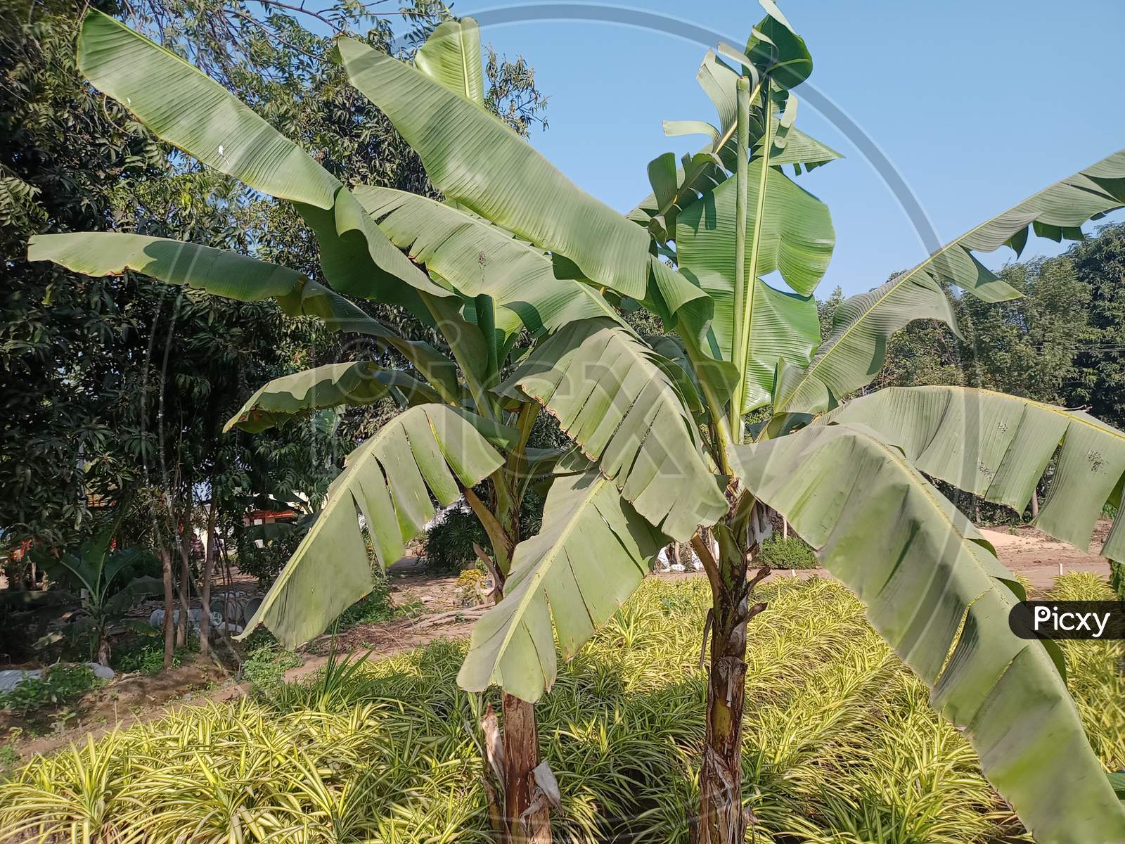 Banana seedlings Anand Guj