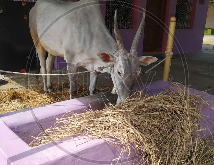 Closeup Of Indian Bull Eating Dry Grass Outside The Home In A Village Tied On Thread