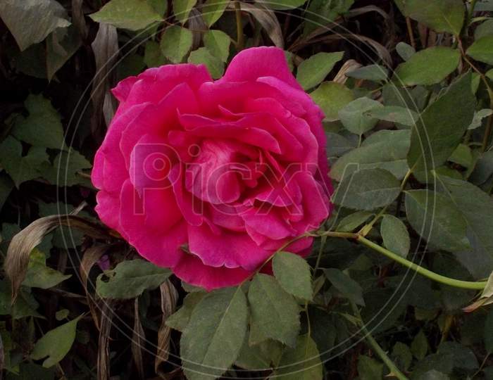 Beautiful colour flora floral garden gardening kitchen natural nature pink rosa rosaceae rose