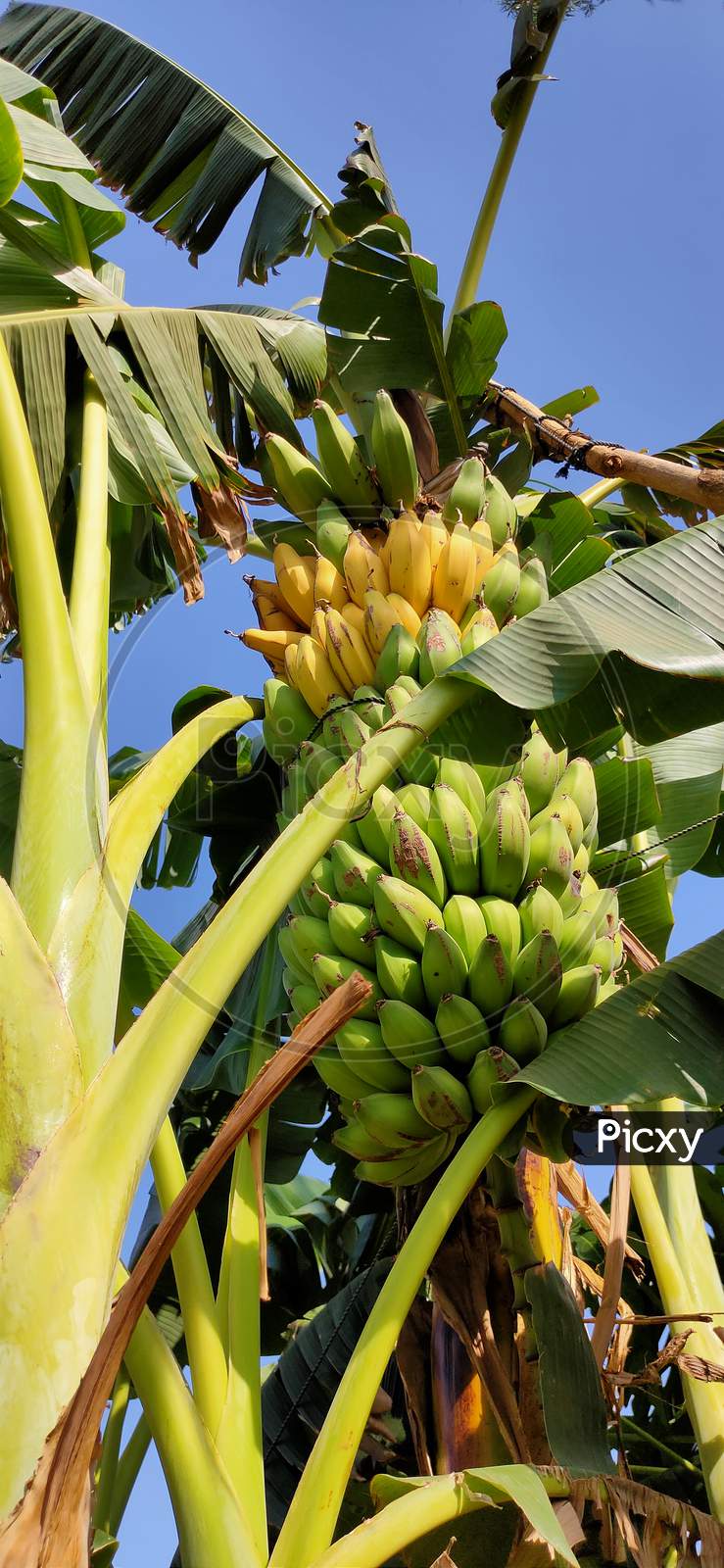 Growing Bananas On the Tree
