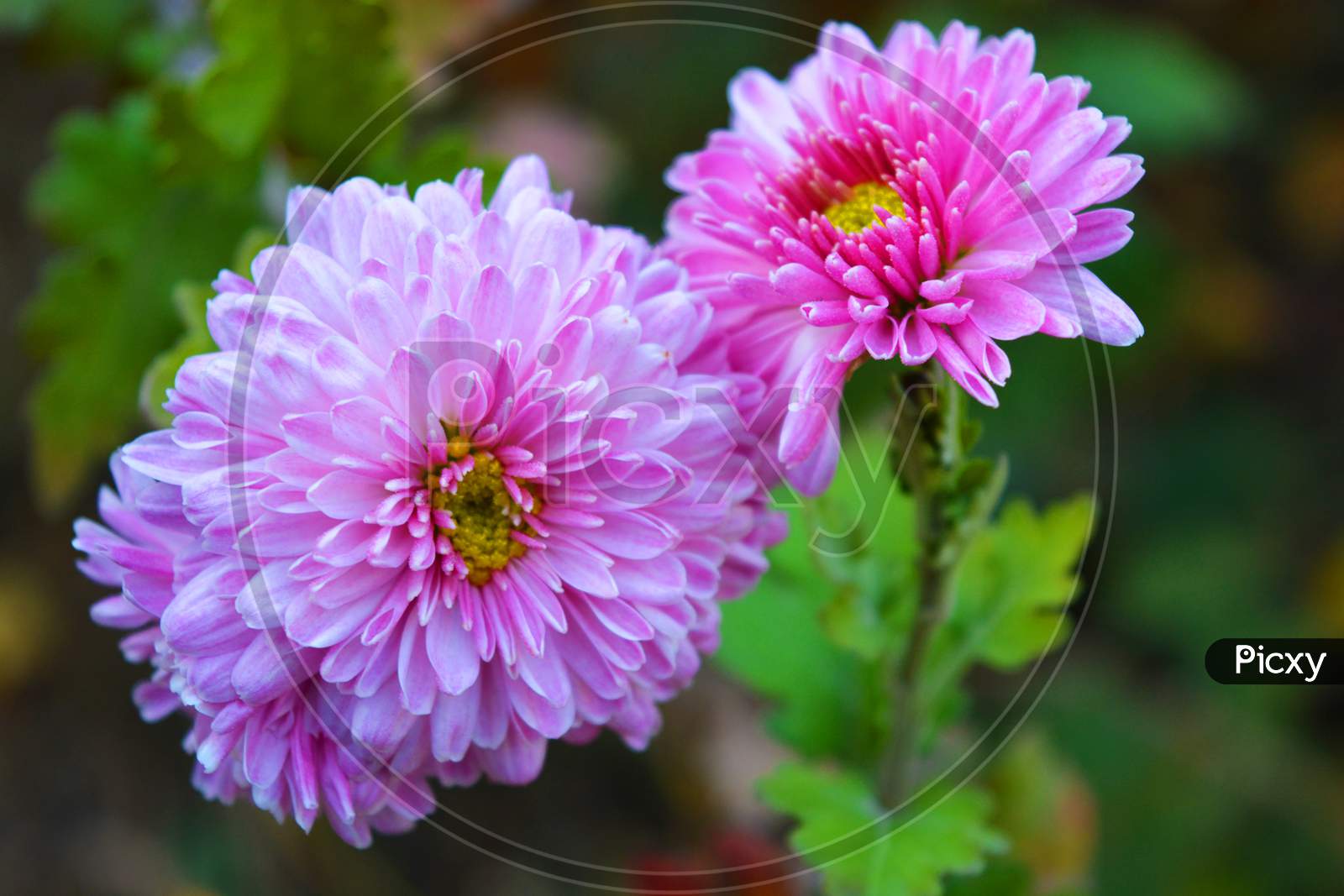 image-of-bright-fluffy-purple-pink-autumn-chrysanthemums-fluffing-on