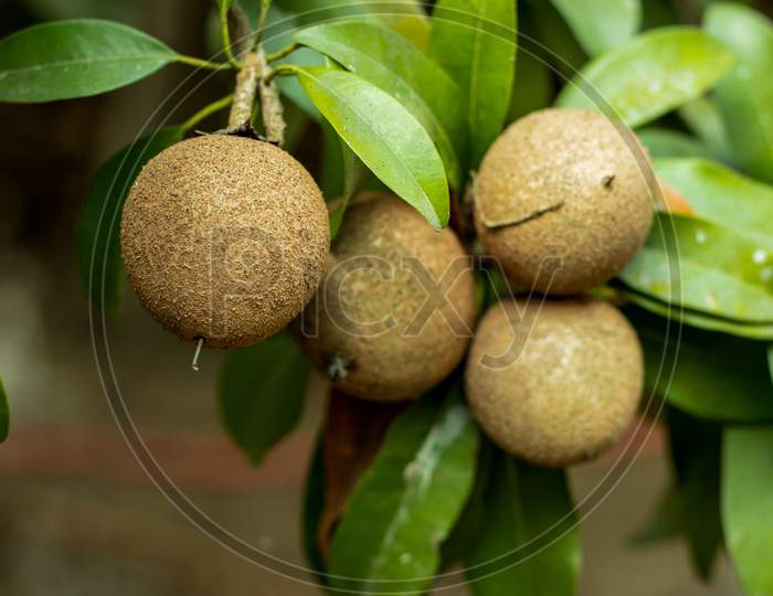 The Photography Of Exotic Chiku Fruit, Known As Sapodilla