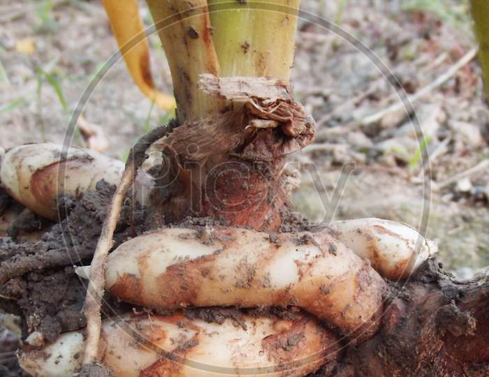 Raw turmeric root, Curcuma longa, herbal medicine, Ayurvedic medicine