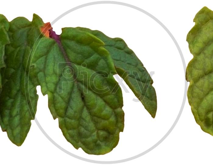 Fresh green mint Mentha leaves -herbs belonging to family Lamiaceae