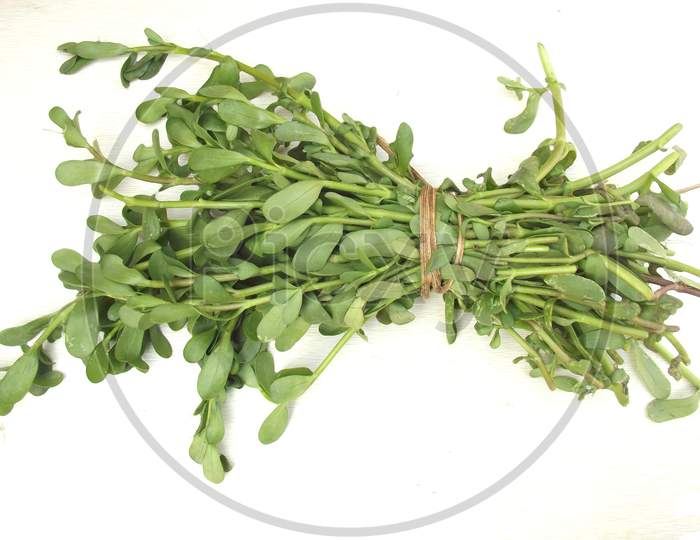 Brahmi or bacopa monieri leaves close up image, highly beneficial for memory improvement
